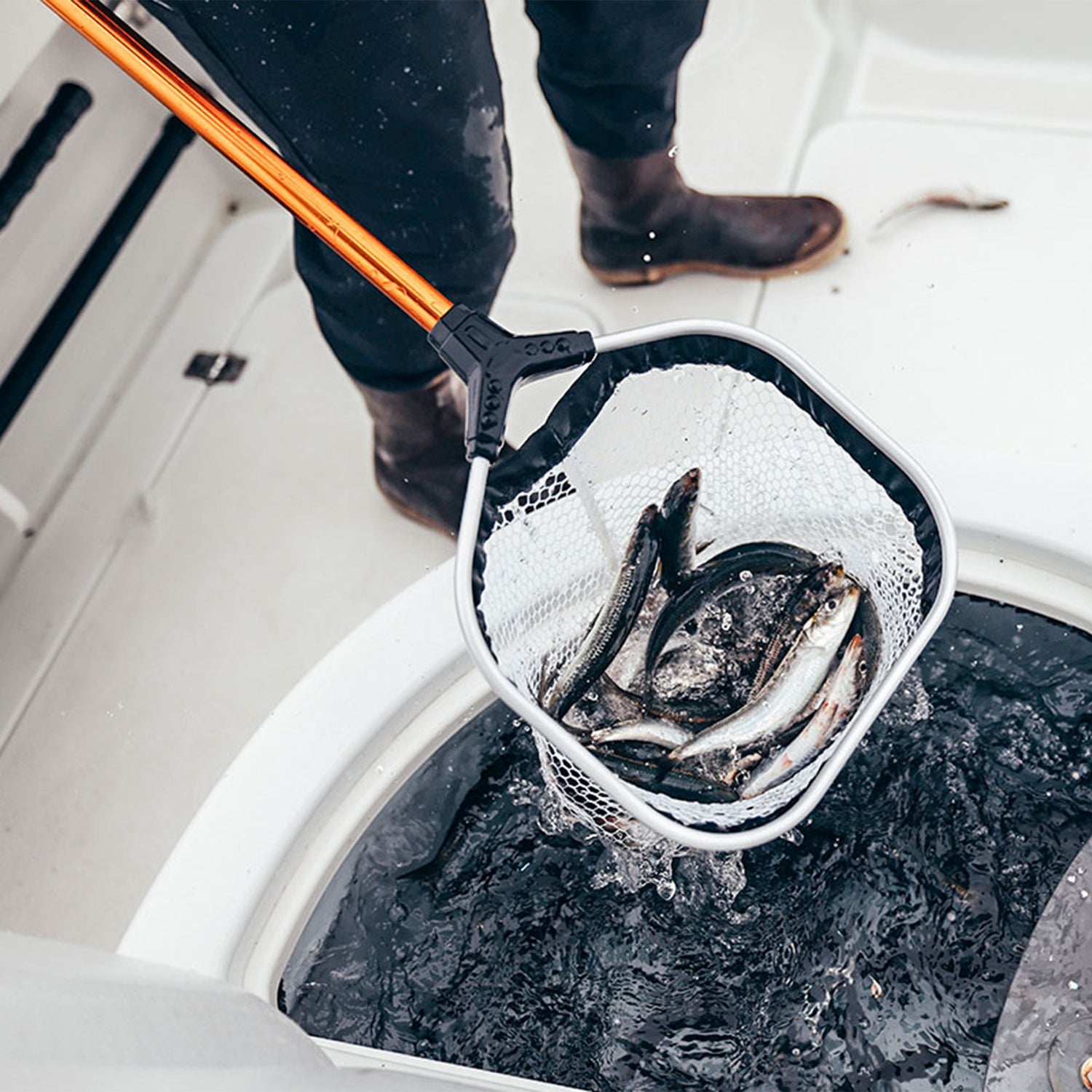 A scoop net filled with live bait fish above a bait tank