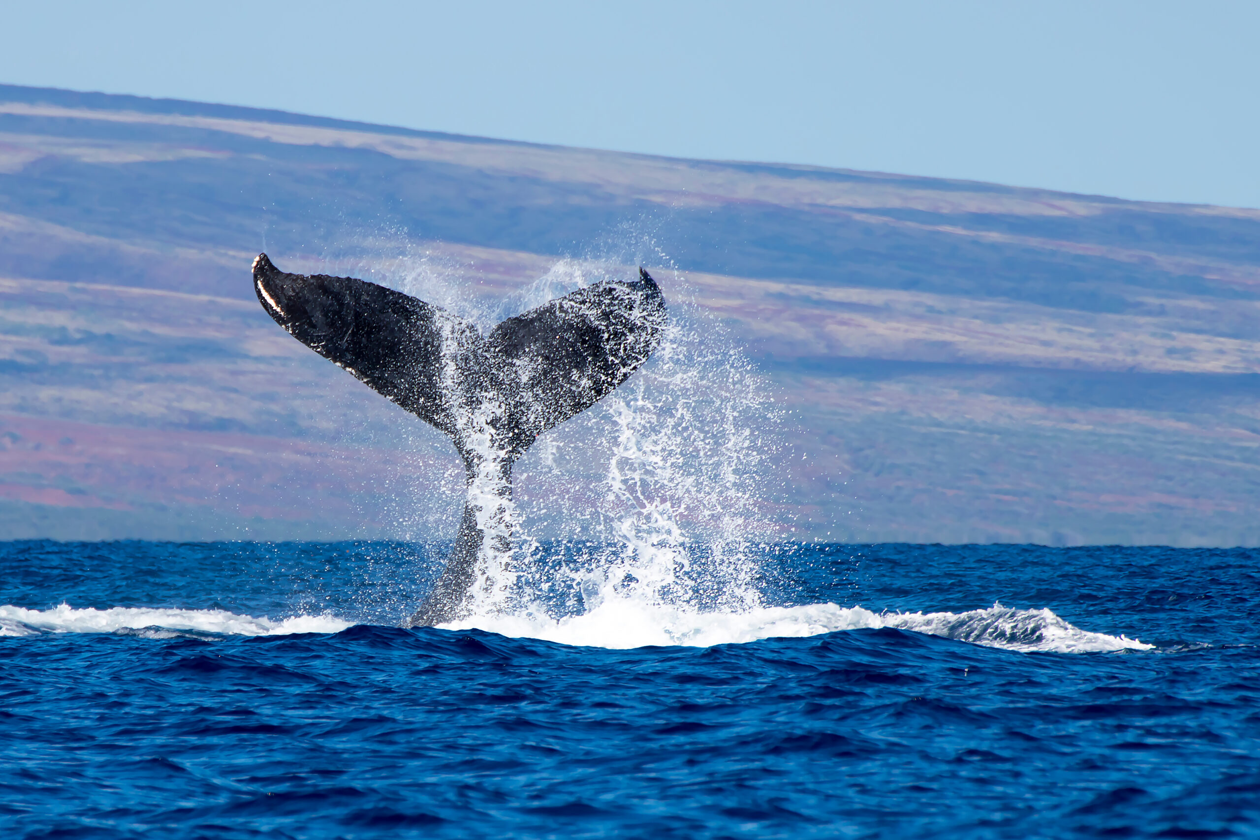 Whale Tail Splashing Water in Ocean with Island In Background